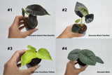 BECOOL 2" Plants "Medium Package"