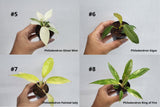 BEBOLD 2" Plants "Pro Package"