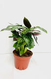 4" Calathea Silver star