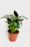 4" Calathea Silver star