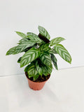 4" Calathea Silver star