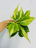 4" Philodendron Hederaceum Rio