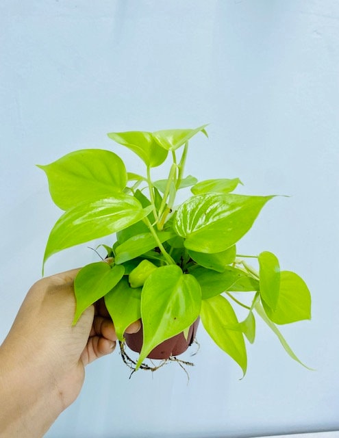 4" Philodendron Hederaceum Lemon Lime