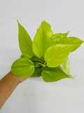 4" Philodendron Hederaceum Lemon Lime