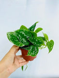 4" Pothos Satin