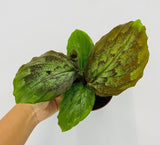 4" Kaempferia elegans