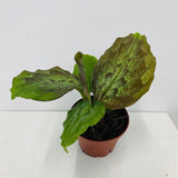 4" Kaempferia elegans