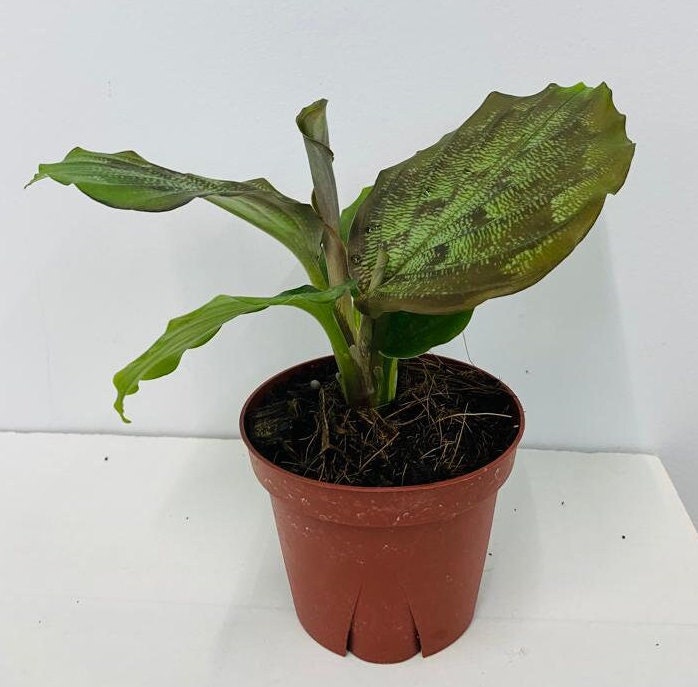 4" Kaempferia elegans