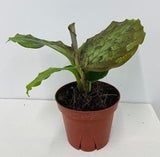 4" Kaempferia elegans