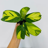 4" Calathea Pilosa