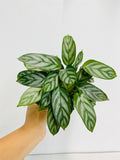 4" Calathea Silver star