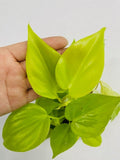 4" Philodendron Hederaceum Lemon Lime