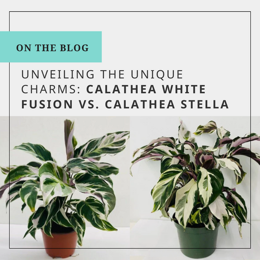 Unveiling the Unique Charms: Calathea White Fusion vs. Calathea Stella