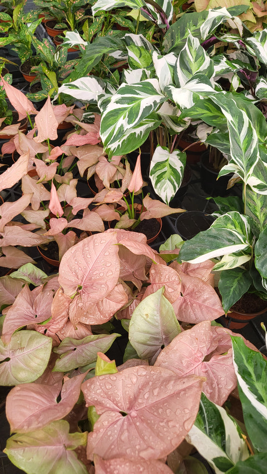 Why Gen Z Bought Houseplants During Pandemic