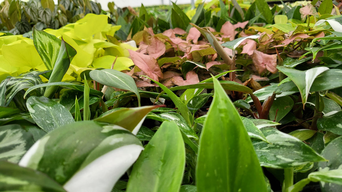Embrace the Magic of Our Baby Plants: A Green Journey of Growth and Delight
