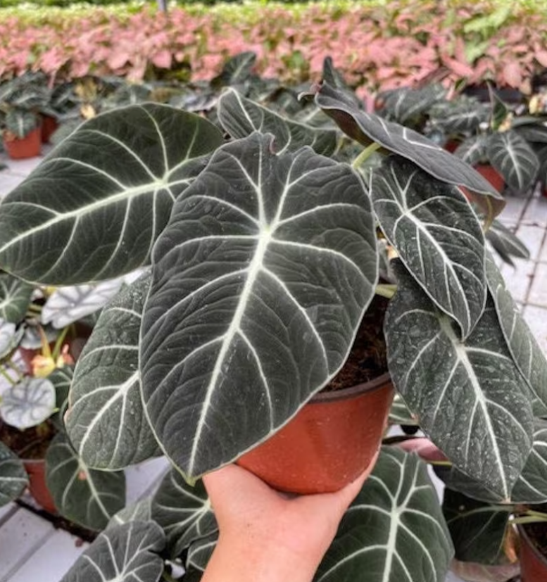 Plants That Do Not Die Easily