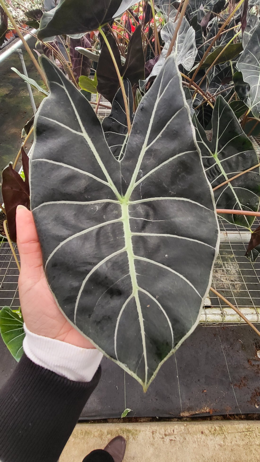 Dragon Inspired Plants