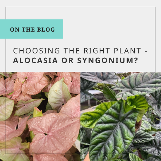 Choosing the right plant - Alocasia or Syngonium?
