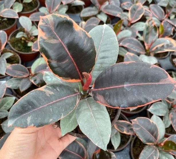 Ruby Ficus Variegated - March's Plant of the Month