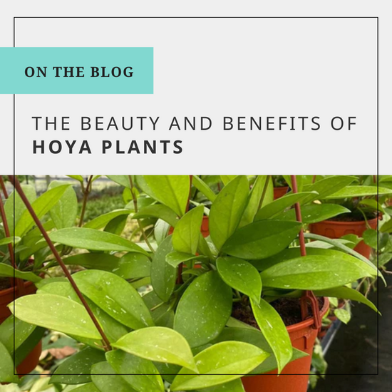 Discover the beauty and benefits of Hoya plants