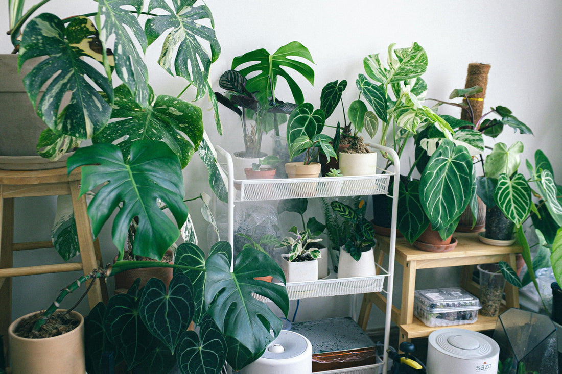 How Indoor Plants Transform Your Space: Creating a Calm and Aesthetic Home
