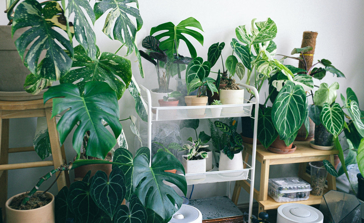 How Indoor Plants Transform Your Space: Creating a Calm and Aesthetic Home
