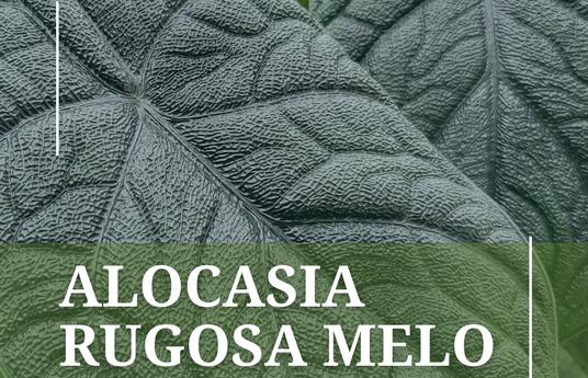 Alocasia Rugosa Melo - June's Plant of the Month