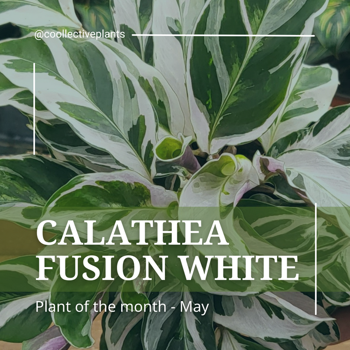 Calathea Fusion White - May's Plant of the Month