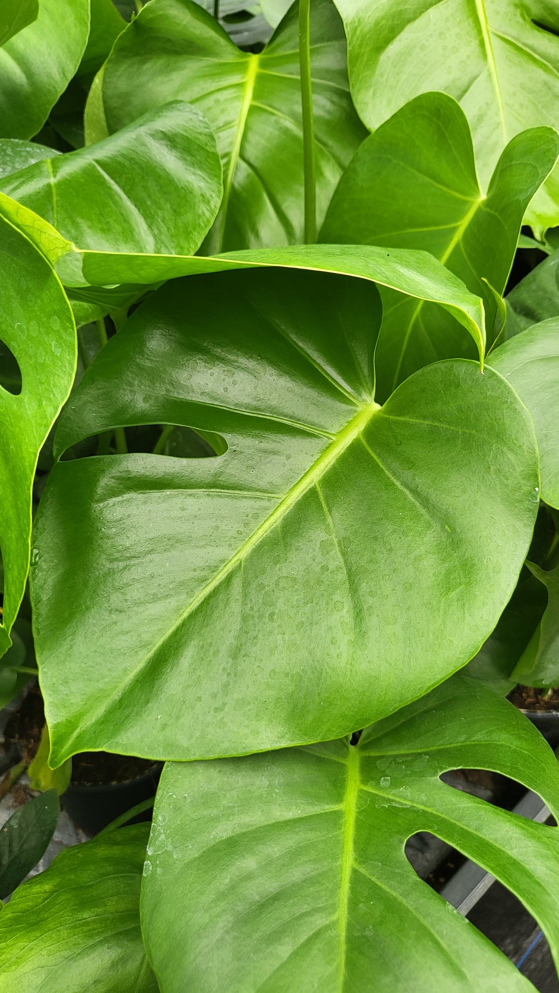Indoor plants have been popular for centuries, but the current trend towards greenery in the home has never been stronger. In 2023, there are some exciting indoor plant trends on the horizon that will bring a touch of nature indoors.