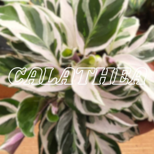 The World of Calathea Plants: Care Tips and Collection Showcase