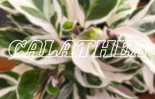 The World of Calathea Plants: Care Tips and Collection Showcase