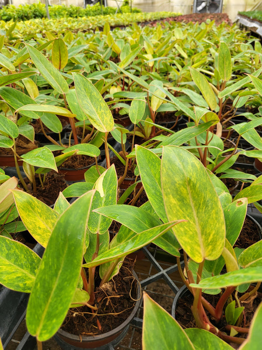 What are the best indoor plants?
