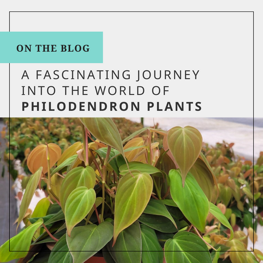 A Fascinating Journey into the World of Philodendron Plants
