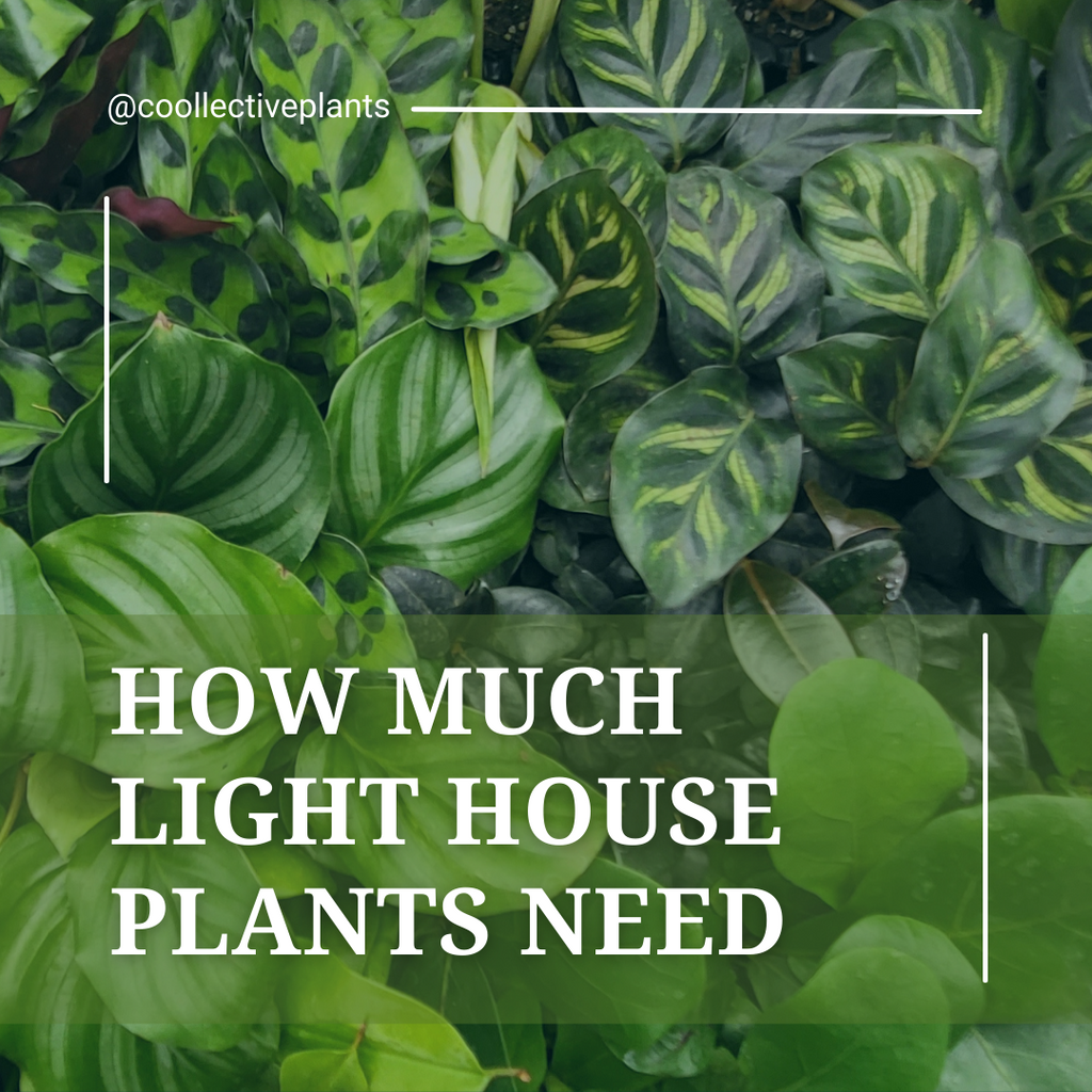 Indoor Plant Lighting How Much Light House Plants Need Coollective Plants