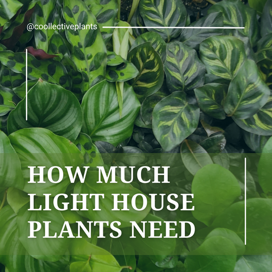 Indoor Plant Lighting: How Much Light House Plants Need