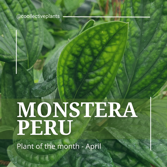 Monstera Peru - April's Plant of the Month