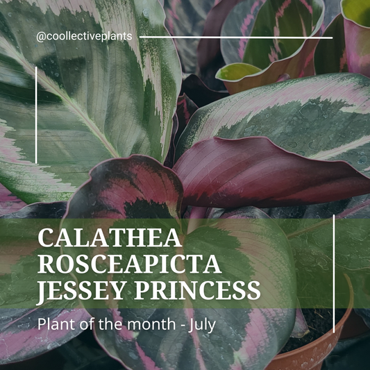 July's Plant of the Month: Calathea Rosceapicta 'Jessey Princess' – A Guide to Care and Key Characteristics