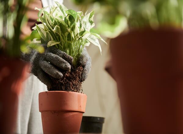 How to Repot a Houseplant the Right Way