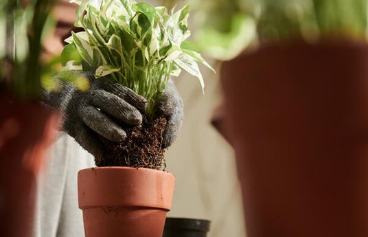 How to Repot a Houseplant the Right Way