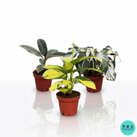 philodendron linnaei kunth Philodendron Linnaei Kunth 2 Inch Plant
