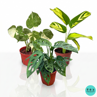 anthurium marmoratum for sale Anthurium Marmorathum – Coollective Plants