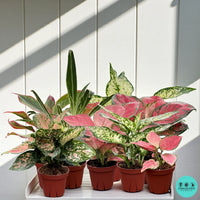 Aglaonema collection | Rare tropical Aglaonema plants | Coollective Plants