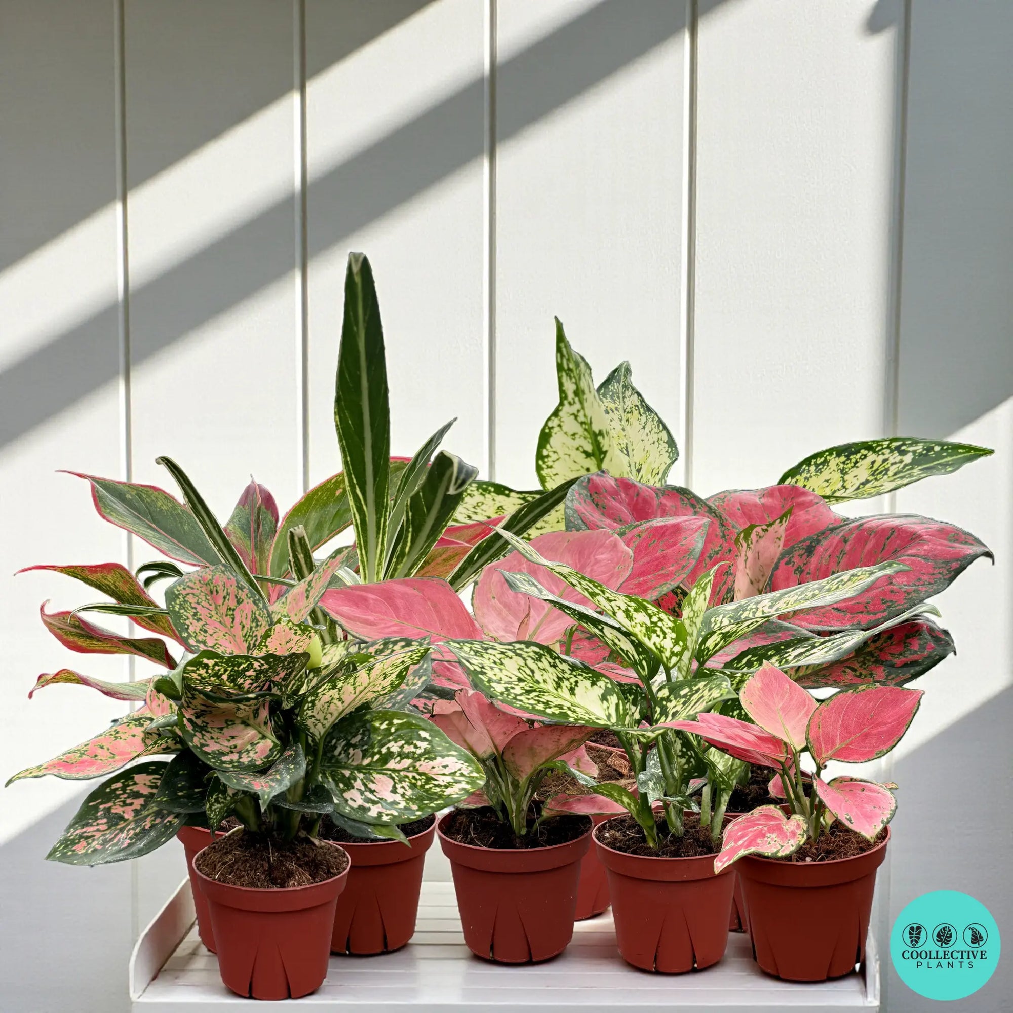 Aglaonema collection | Rare tropical Aglaonema plants | Coollective Plants