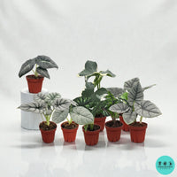 Alocasia collection | Rare tropical Alocasia plants | Coollective Plants