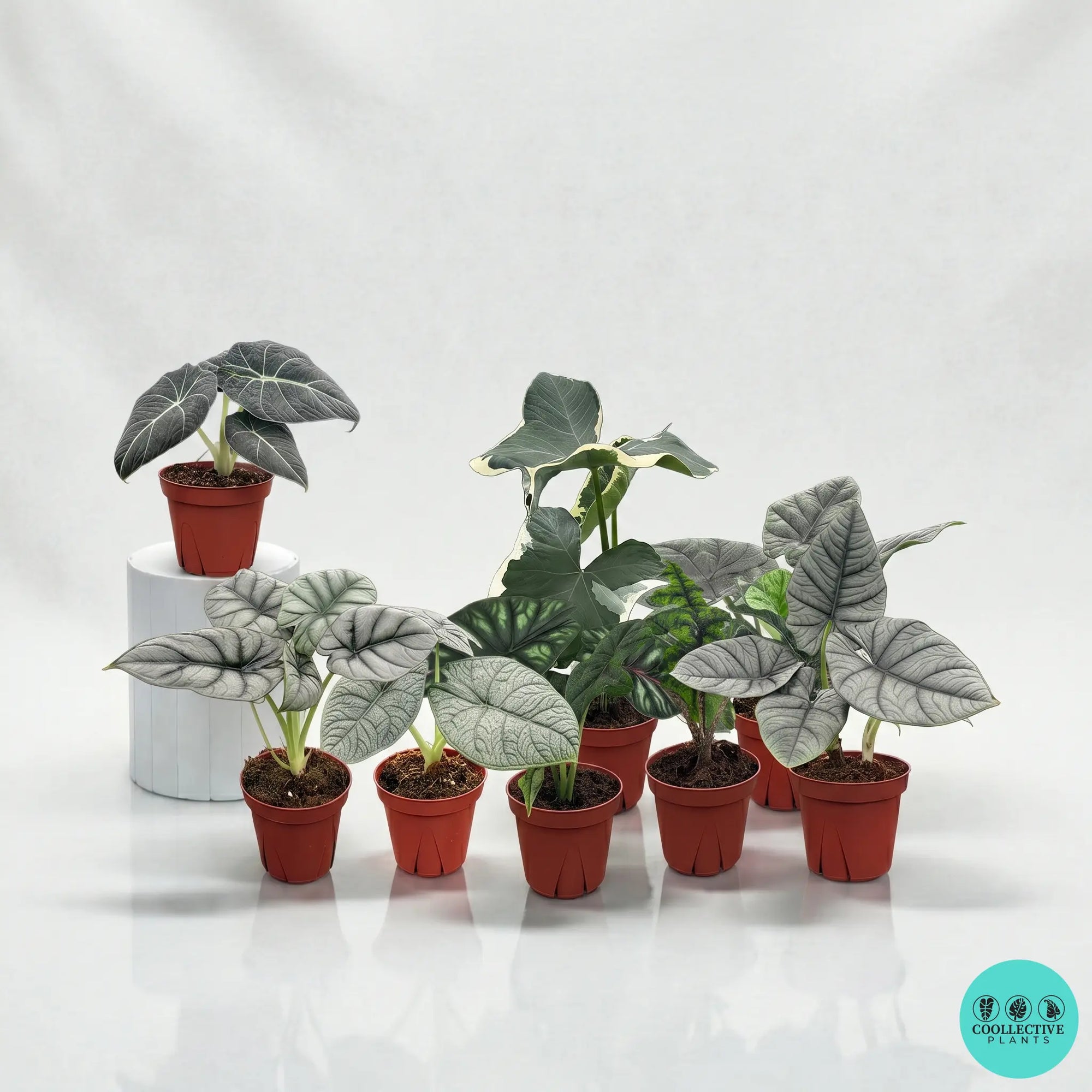 Alocasia collection | Rare tropical Alocasia plants | Coollective Plants
