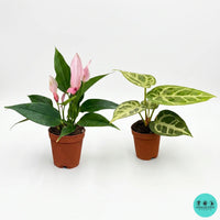 Anthurium collection | Rare tropical Anthurium plants | Coollective Plants