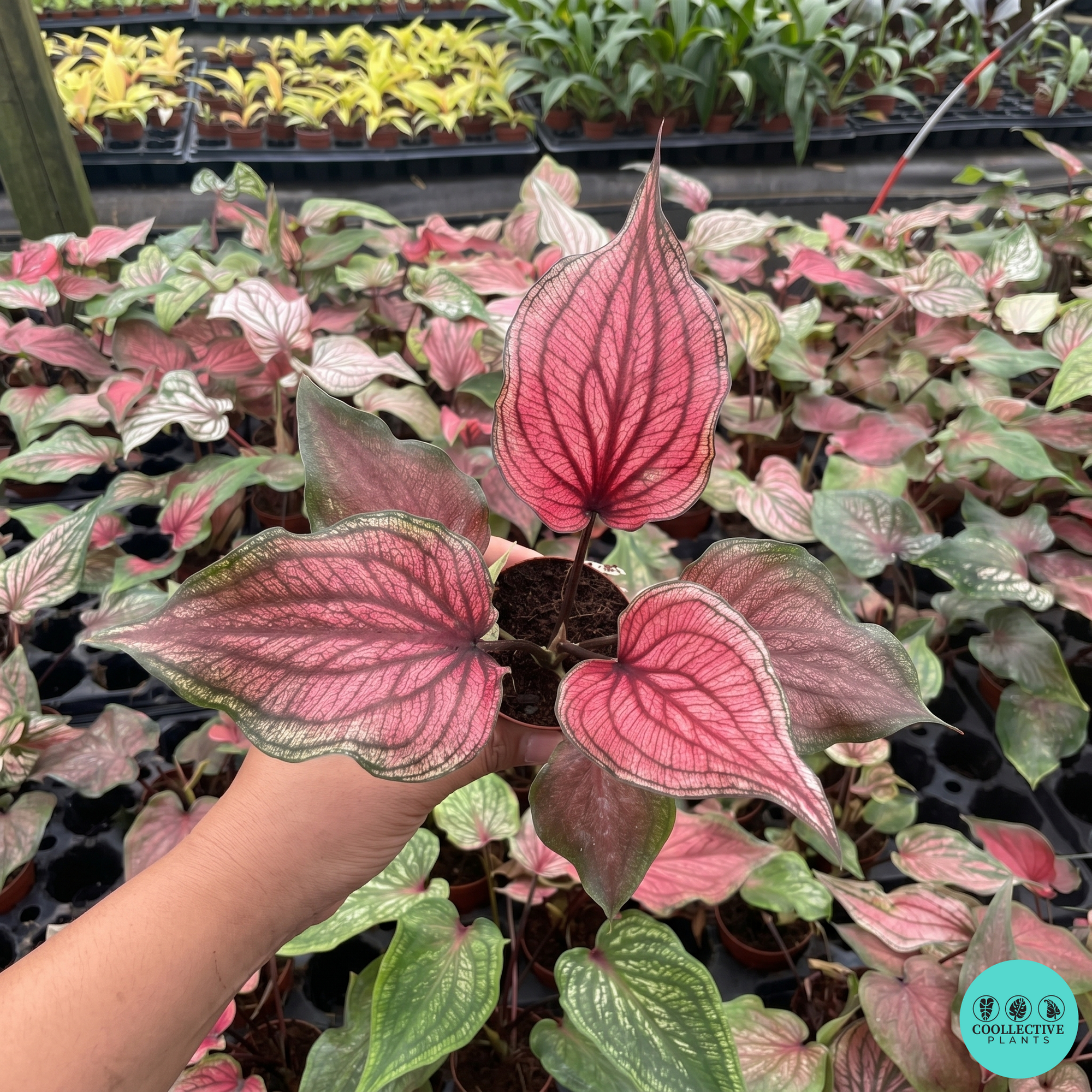 Caladium