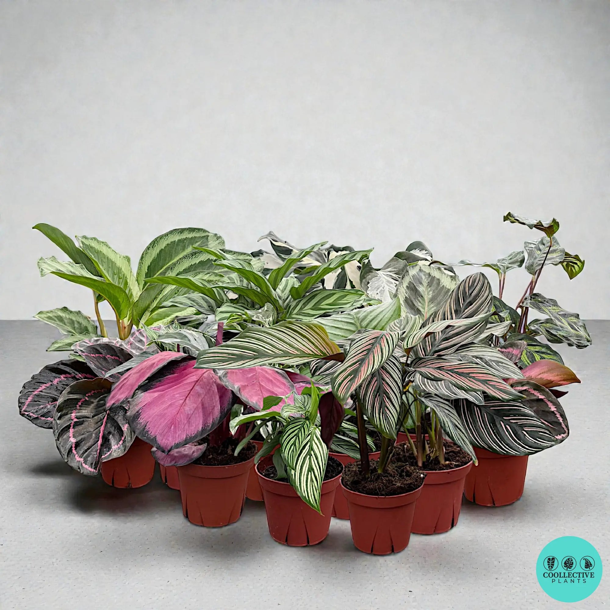 Calathea collection | Rare tropical Calathea plants | Coollective Plants