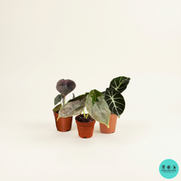 aglaonema katrina plant Aglaonema Katrina – Coollective Plants