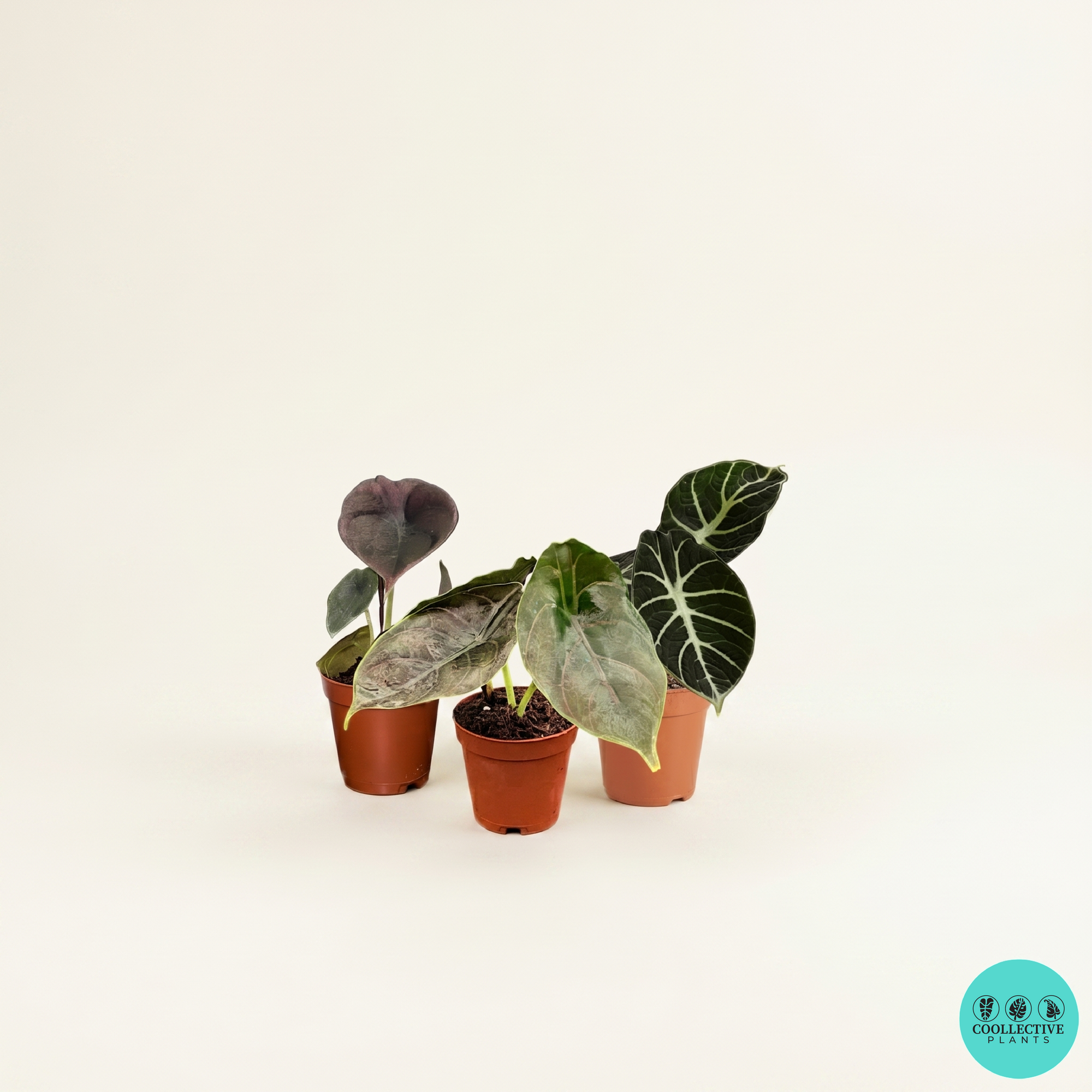 2 inch Plants  Coollective Plants